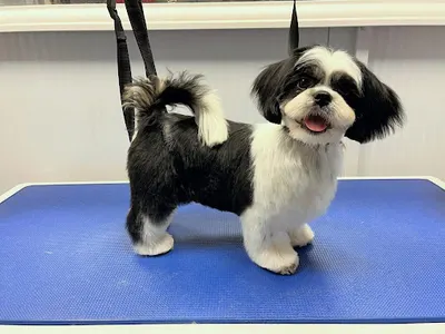 Lori - Salon Pielęgnacji Psów - Fryzjer dla psów Gdynia